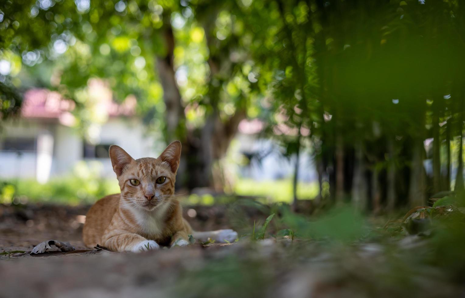 gato tailandés de patrón amarillo con bambú borroso foto