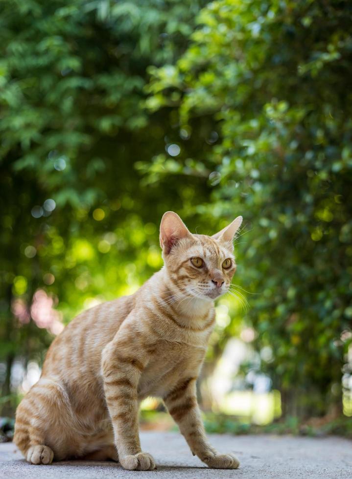 Yellow pattern thai cat with blur bamboo photo