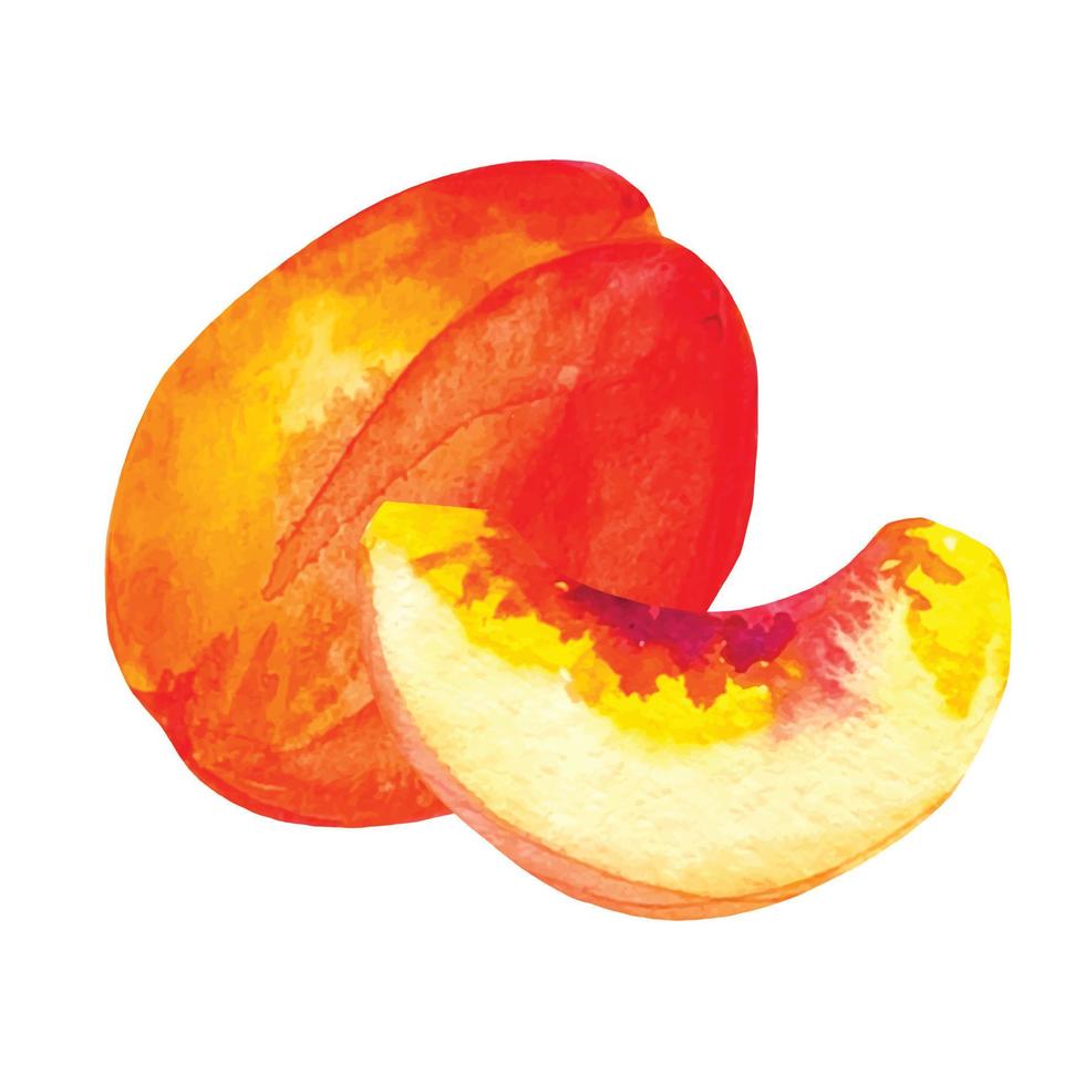 watercolor drawing of peach and halves of fruit vector