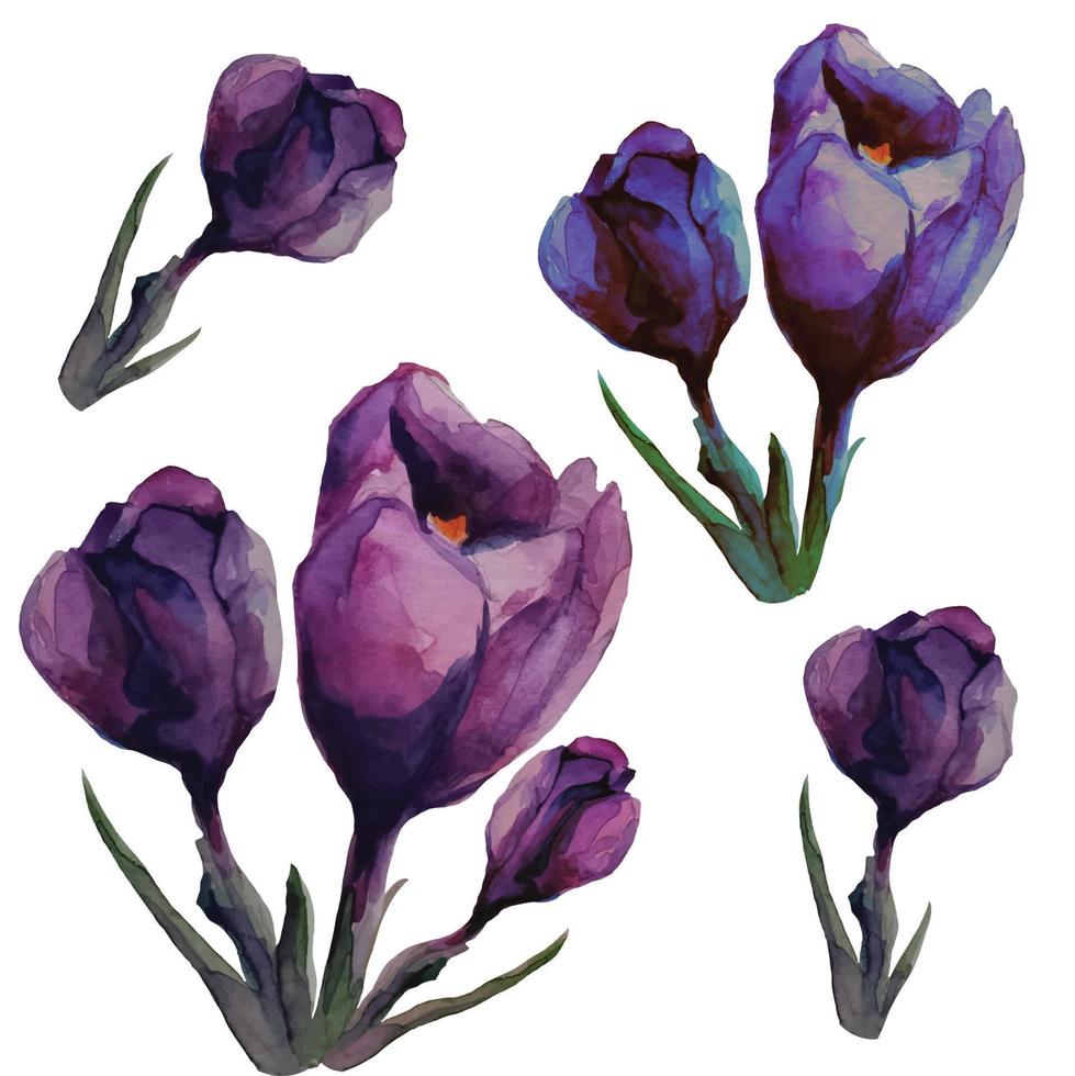 blooming crocus flower, saffron, purple violet, vector illustration