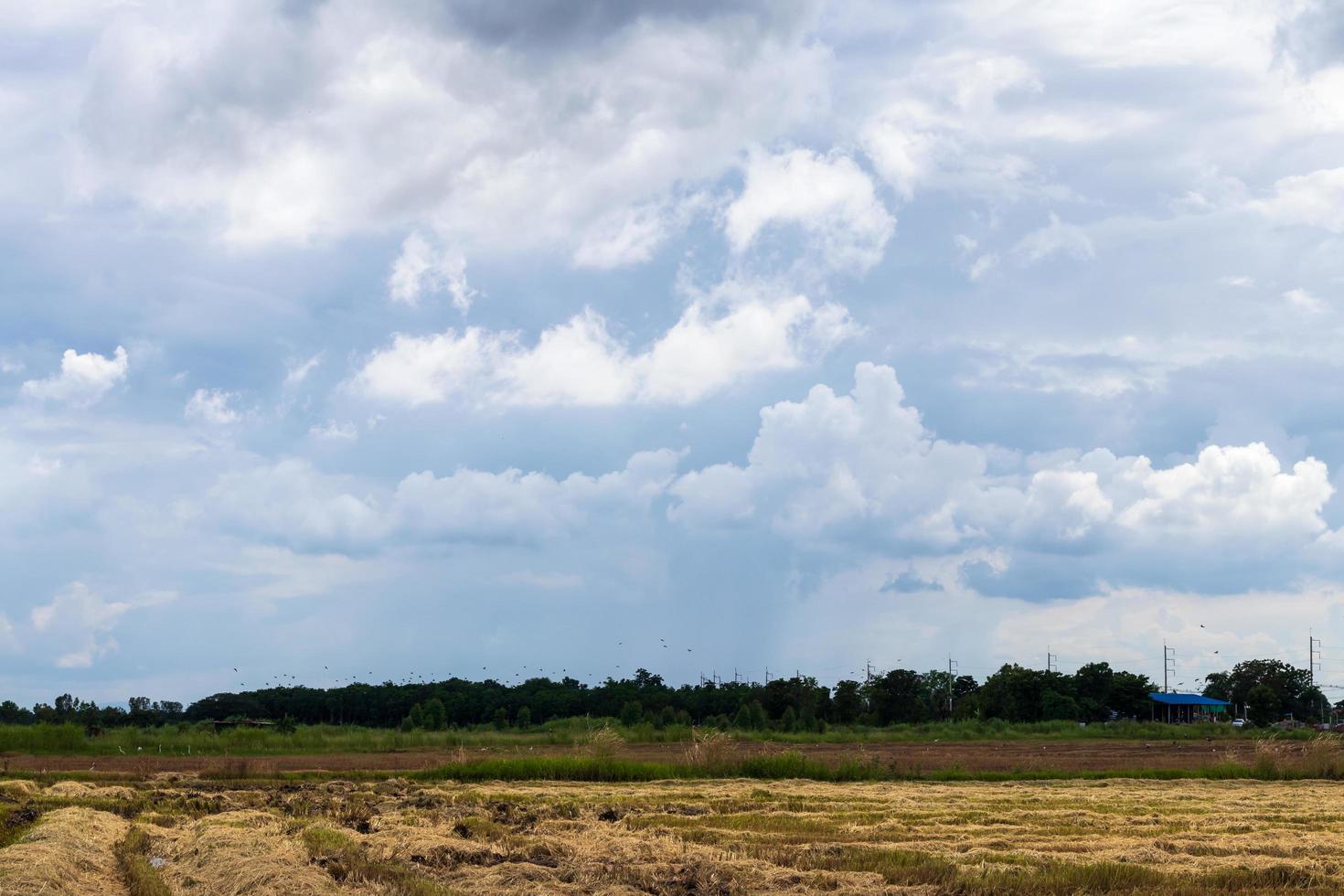 Straw stubble and cloudy during the day. photo