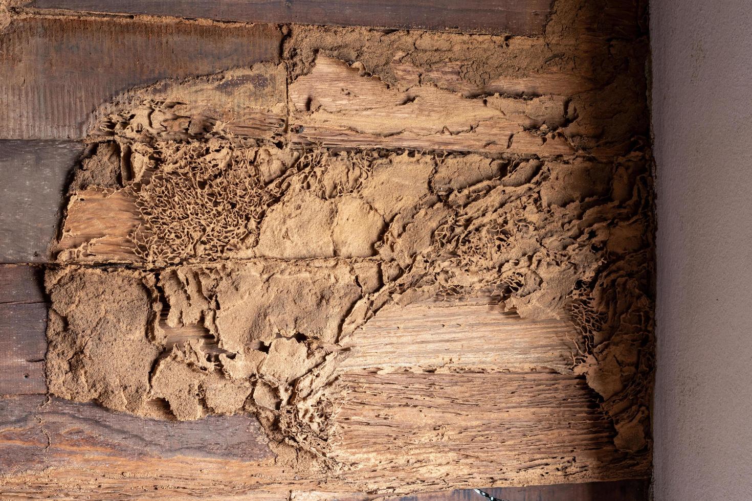 las termitas comen viejas paredes de madera cerca de postes de concreto. foto