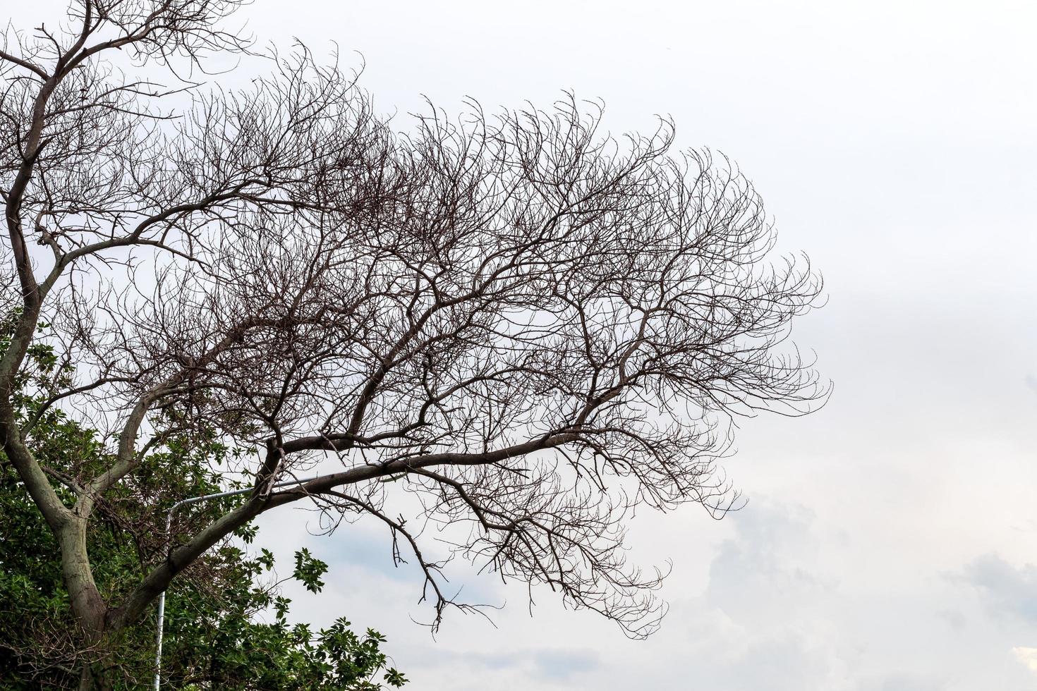 The dry branches with no leaves and the cloudy. photo