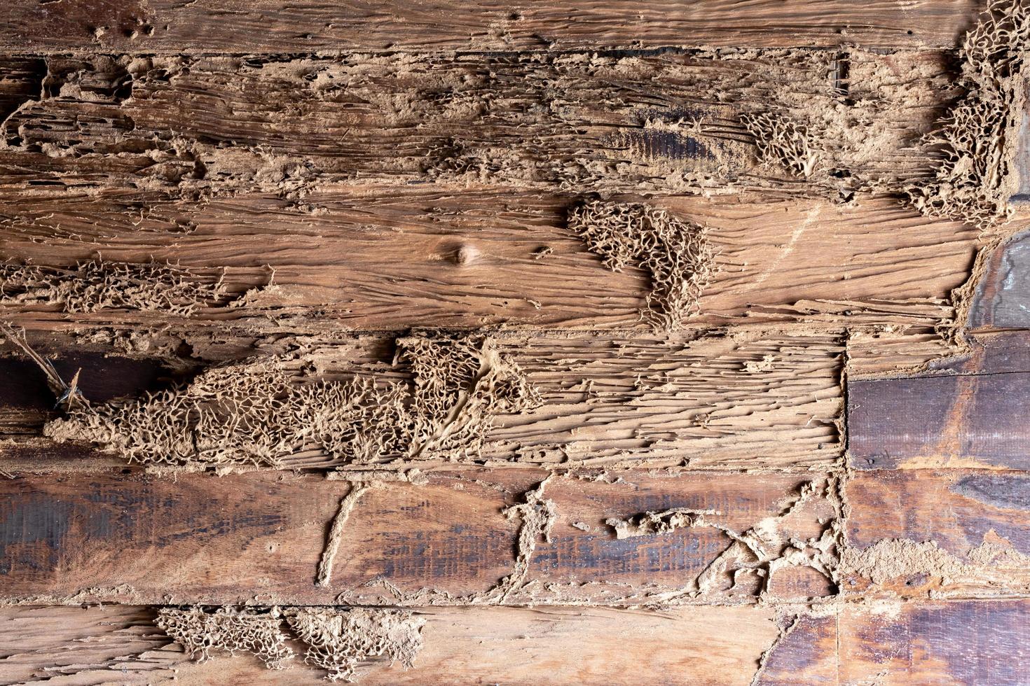 Background wall texture old wood termites, which was damaged. photo
