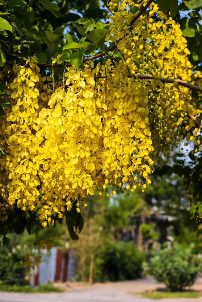 multiplica las flores, un hermoso color amarillo en el jardín. foto