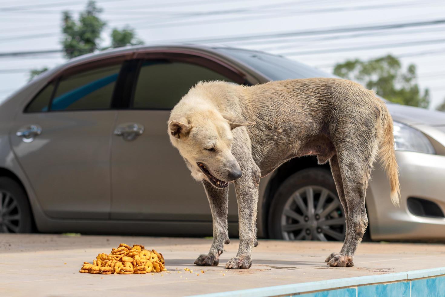 un perro callejero comiendo bocadillos. foto