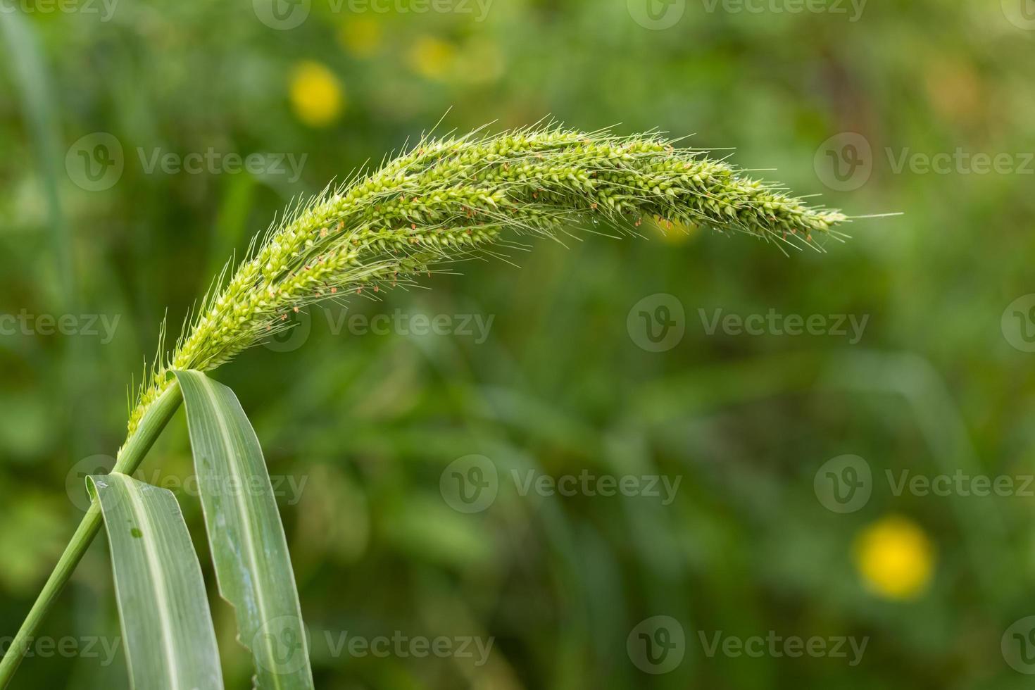 A close up of green weed grass. photo