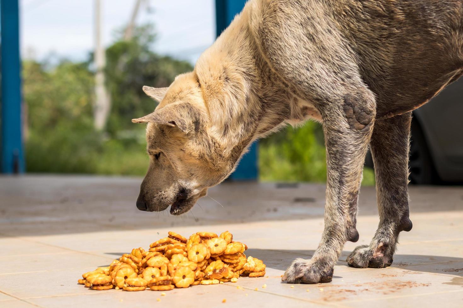 A stray dog eating snacks. photo