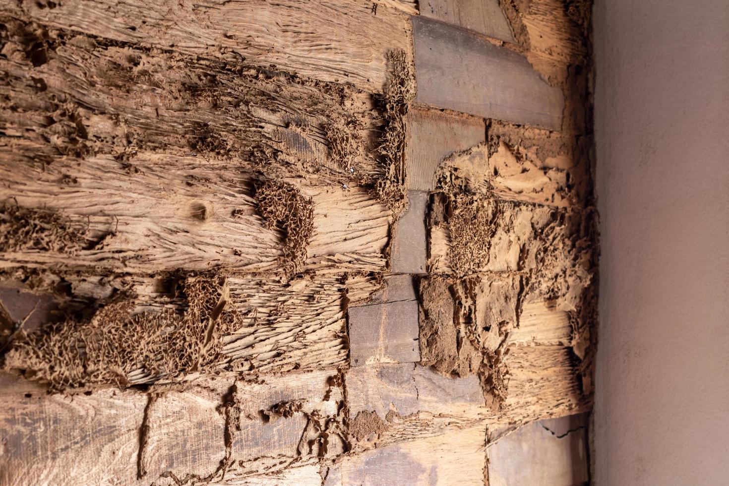 Termites eat old wooden walls near concrete posts. photo