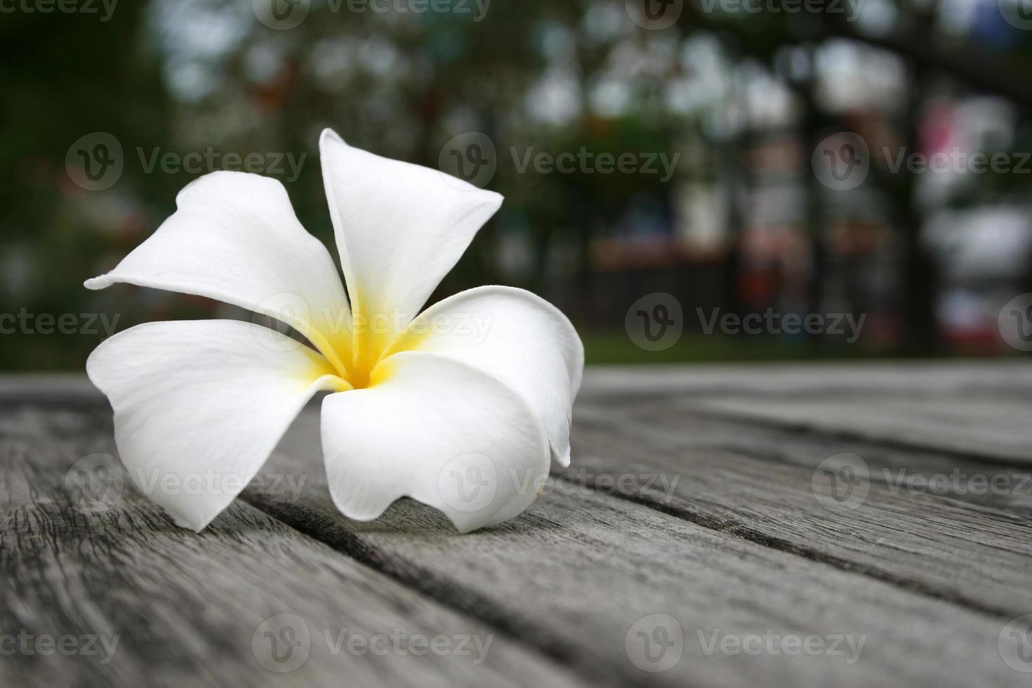 flores tropicales frangipani en madera foto