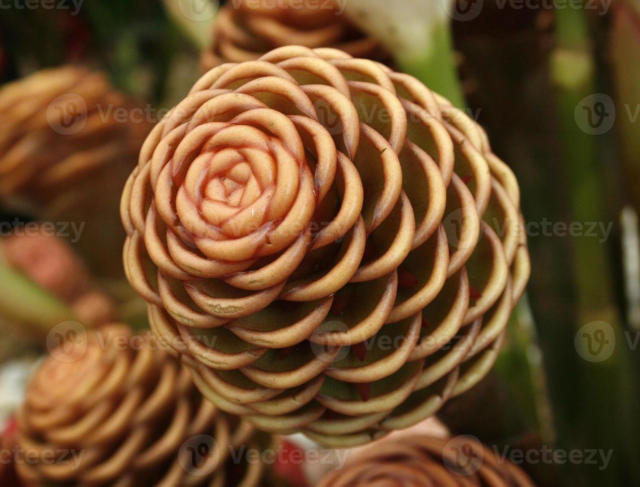 primer plano de la flor de jengibre antorcha foto