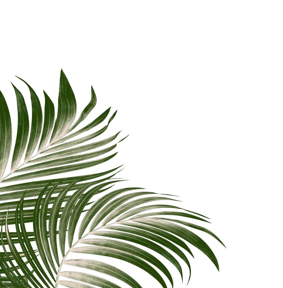 Green leaves of palm tree on white background photo