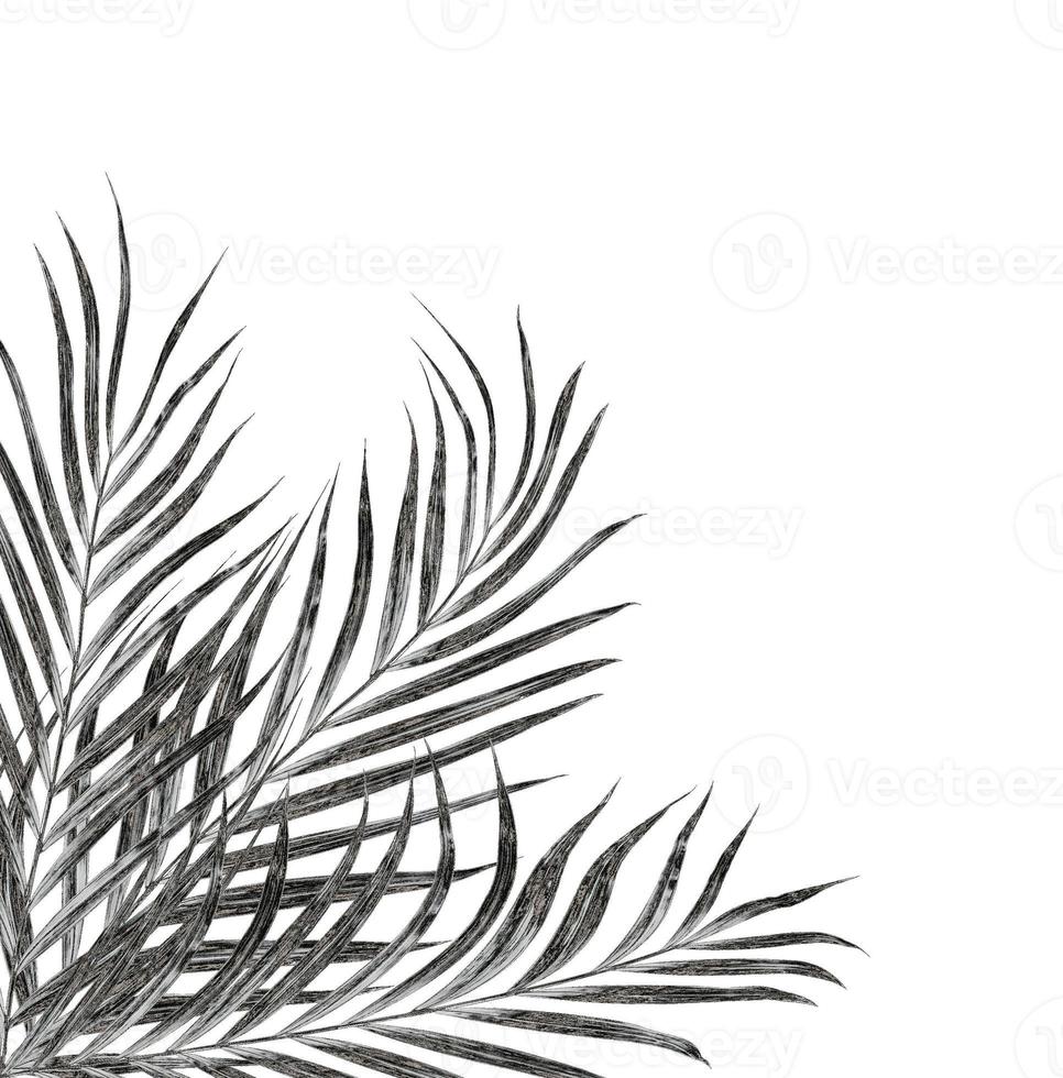 leaves of palm tree isolated on white background photo