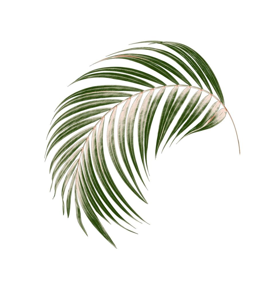 Green leaves of palm tree on white background photo