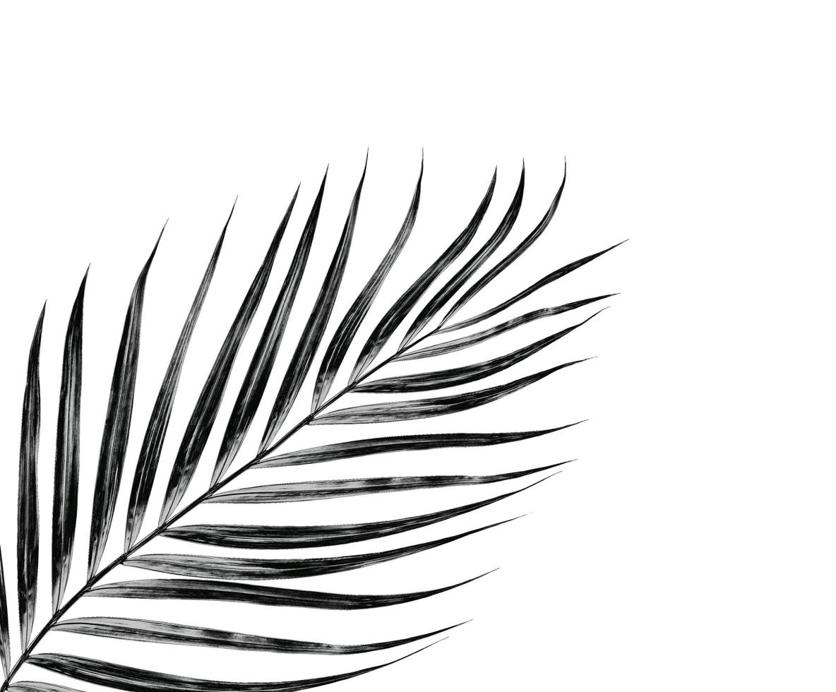 Green leaves of palm tree isolated on white background photo