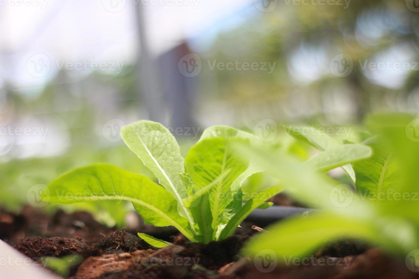 Rows of lettuce and vegetables seedlings in garden farm photo