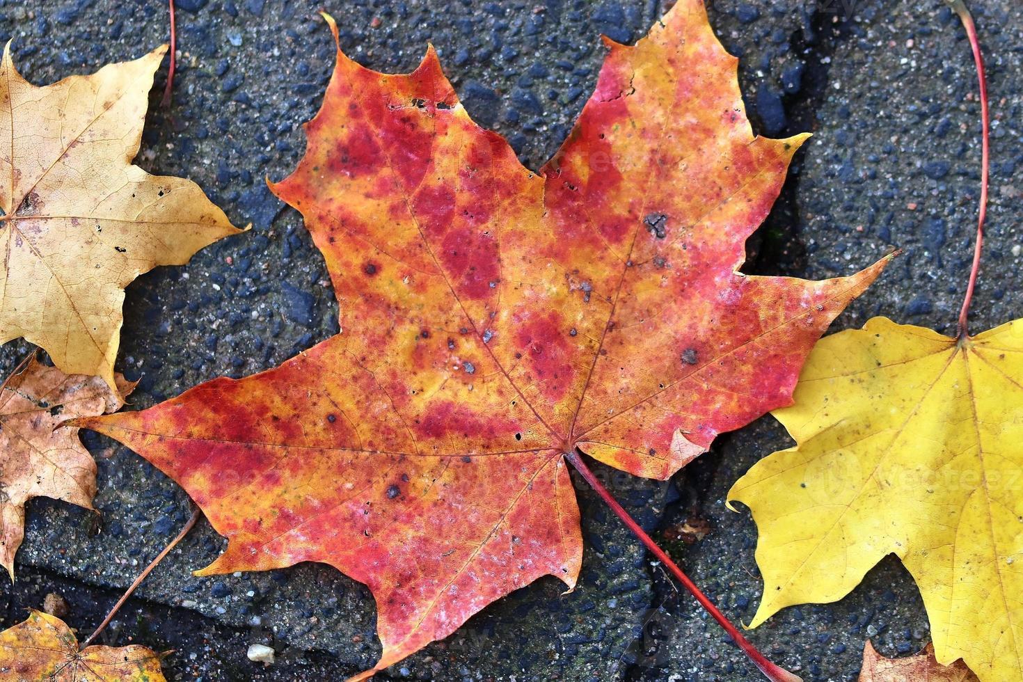 hermosas hojas de otoño coloridas en el suelo para fondos o texturas foto