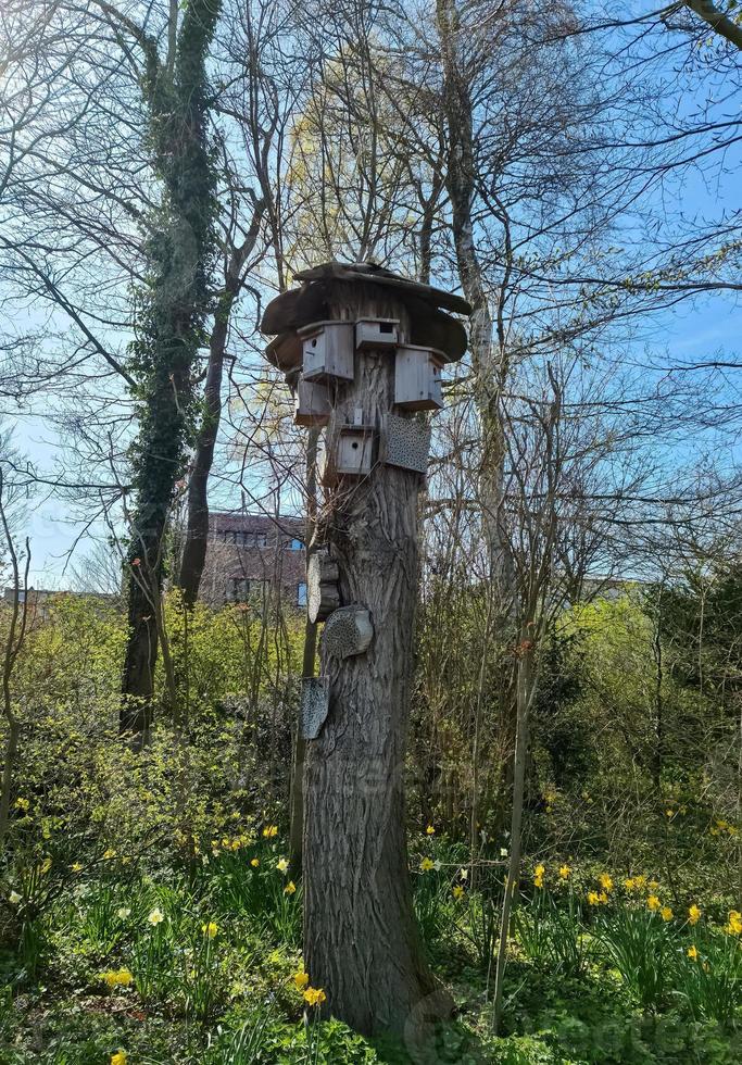 Several birdhouses and insect hotels on a tree in a park in northern Germany. photo