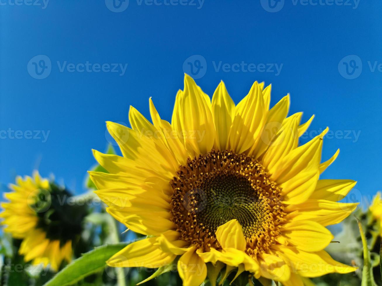 Beautiful yellow Sunfluwer in a rural environment in front of a crop field on a sunny day. photo