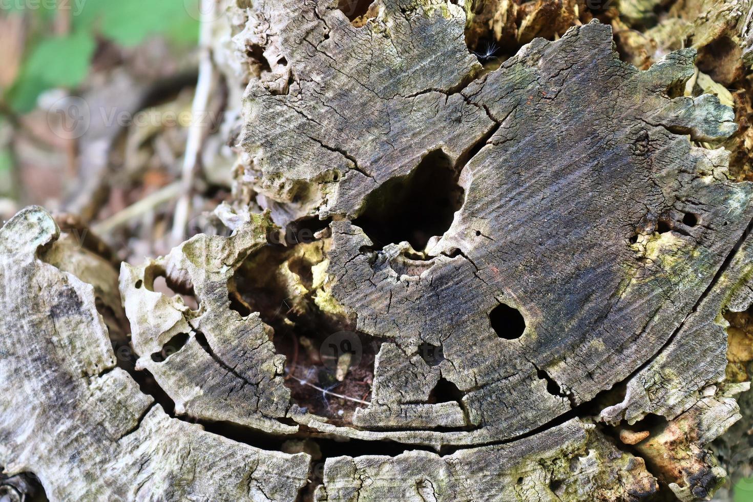 Close up view on different wood surfaces of planks logs and wooden walls in high resolution photo