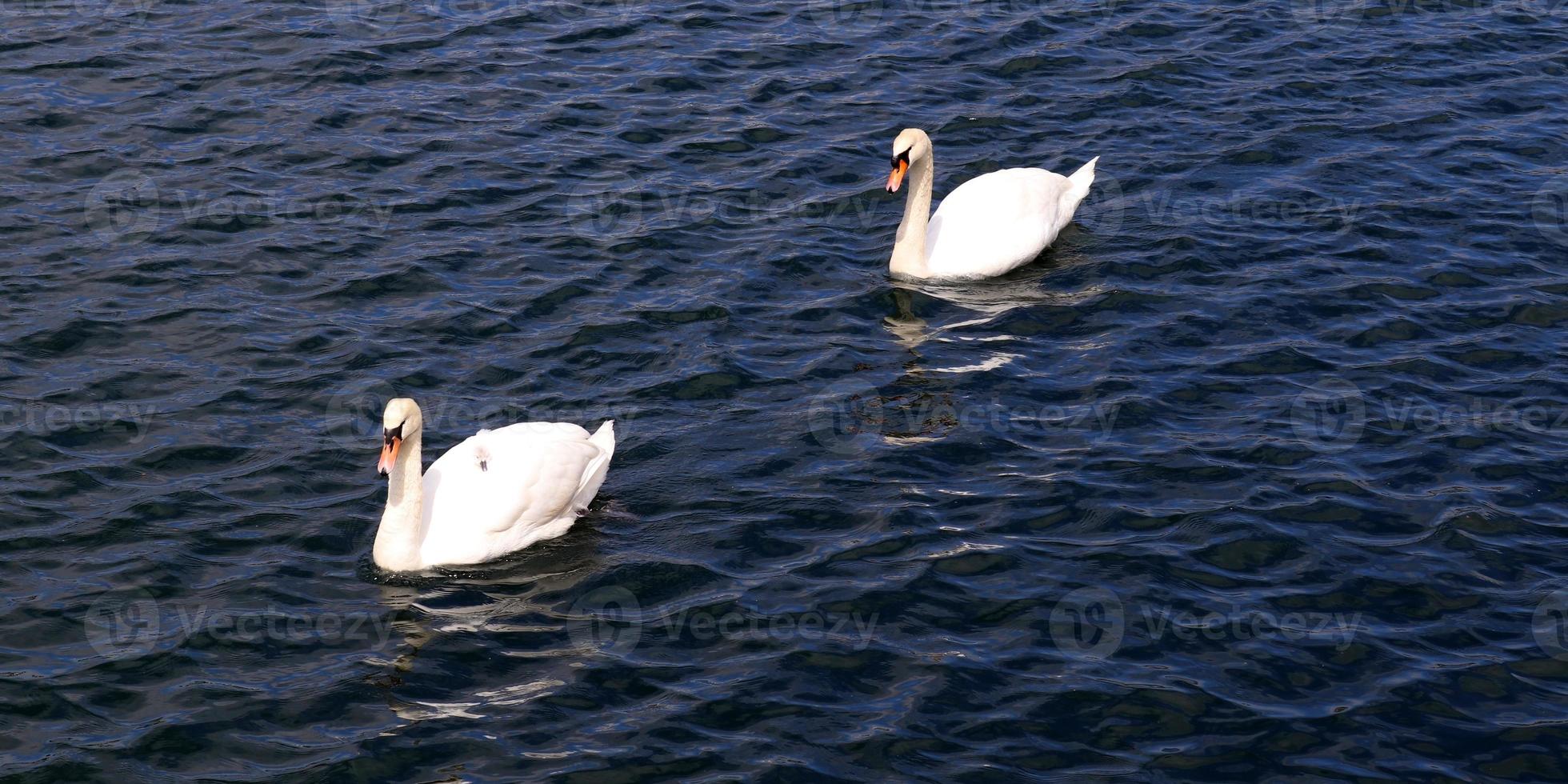 White swans on rippled blue water. photo