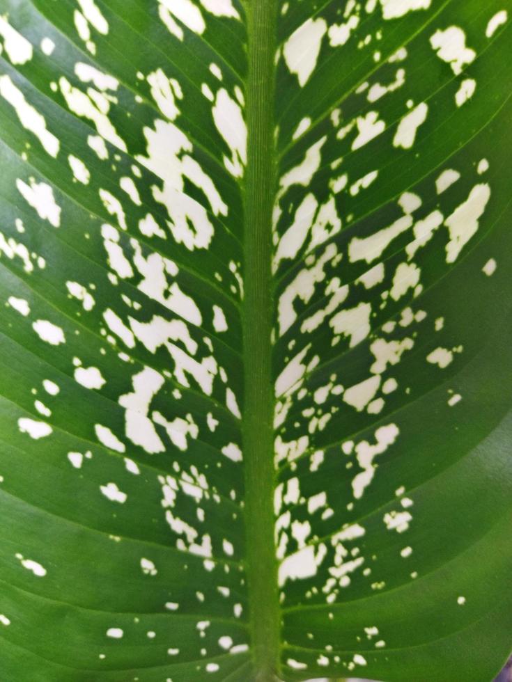 White motif on green leaves which is good for background photo