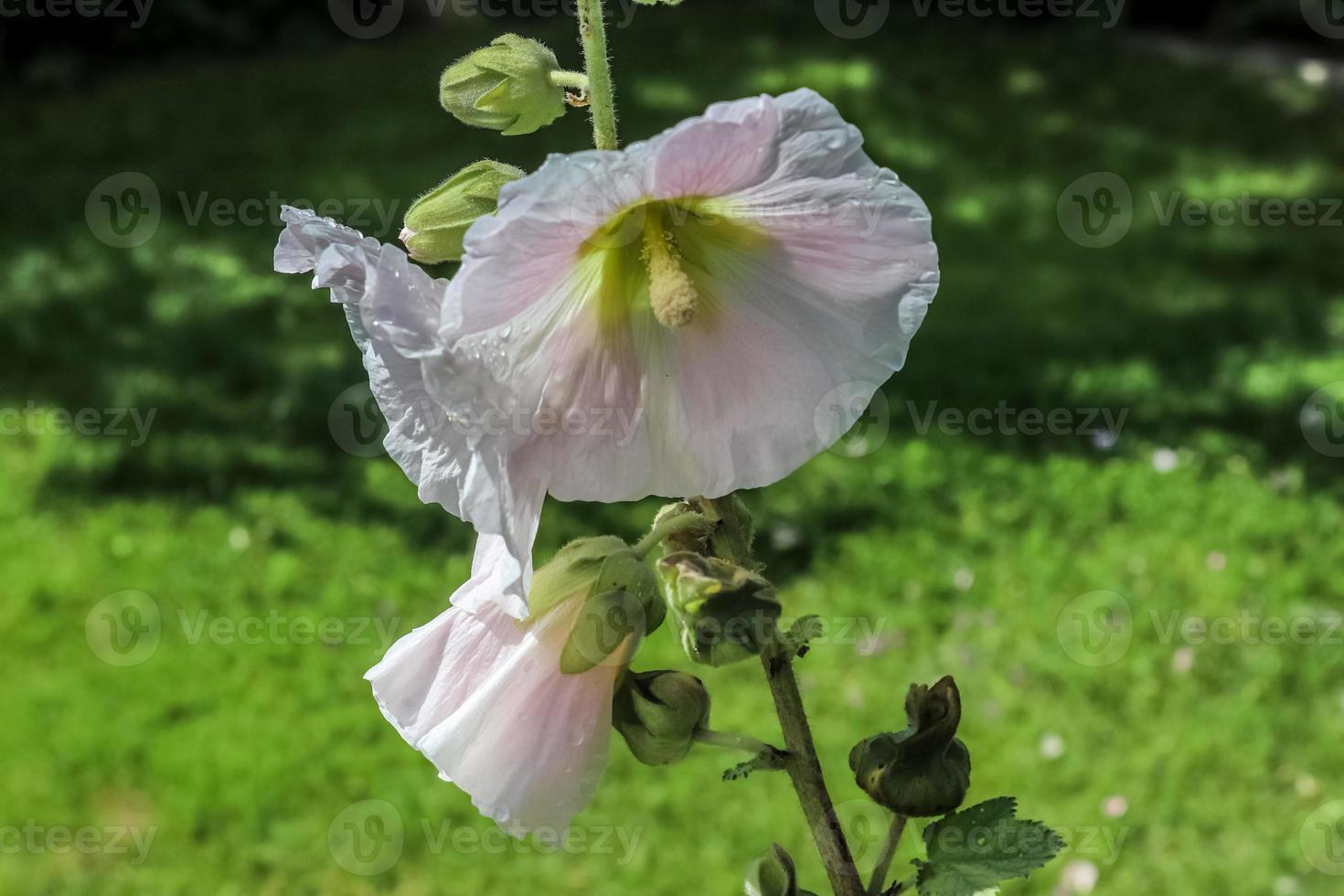 Pink flower Stockroses close up on a green and fresh background photo