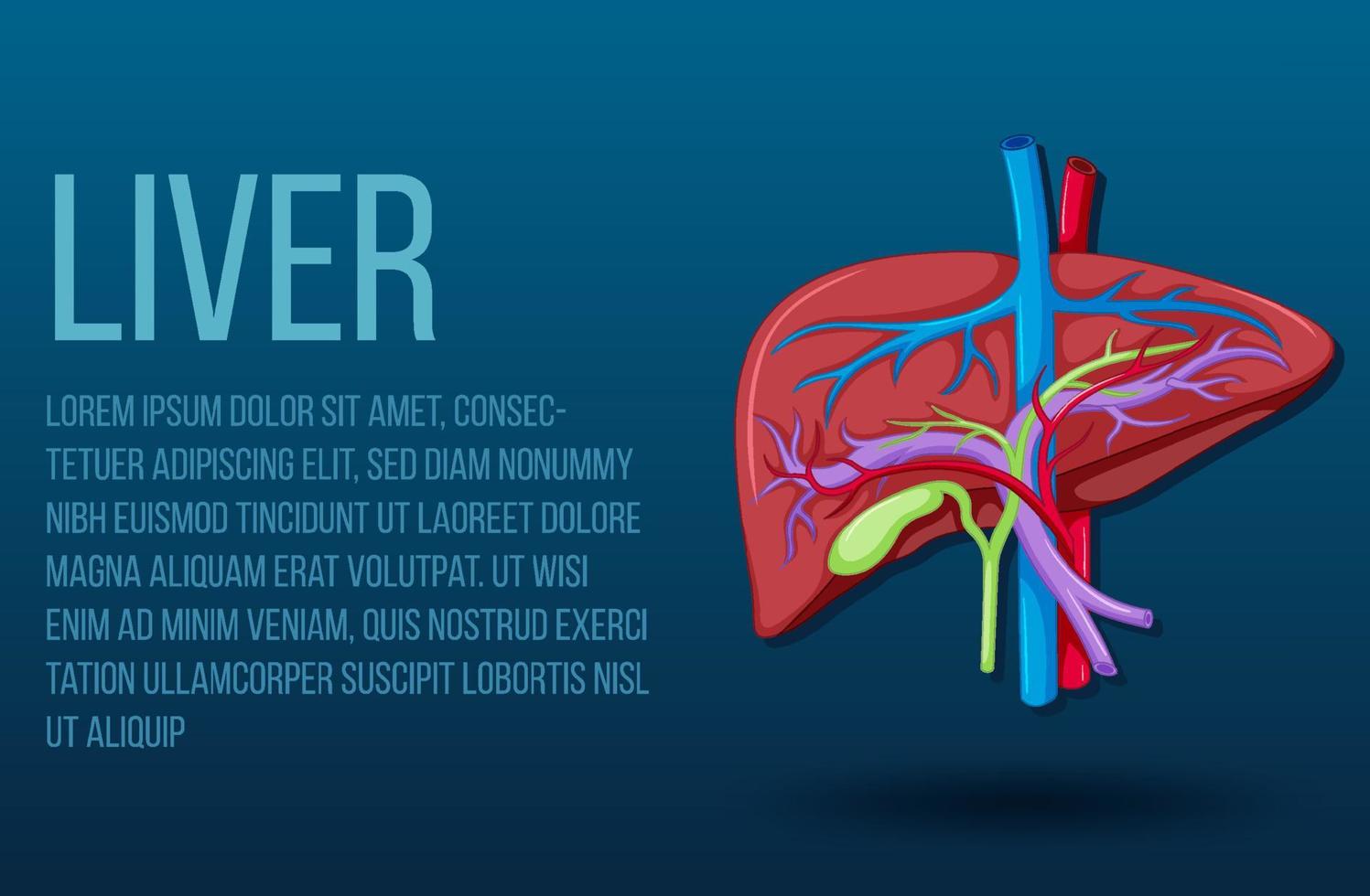 Human internal organ with liver vector