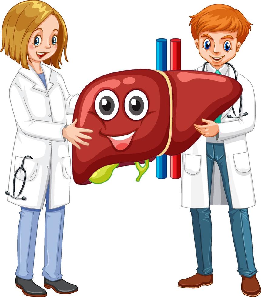 Two doctors holding healthy liver on white background vector
