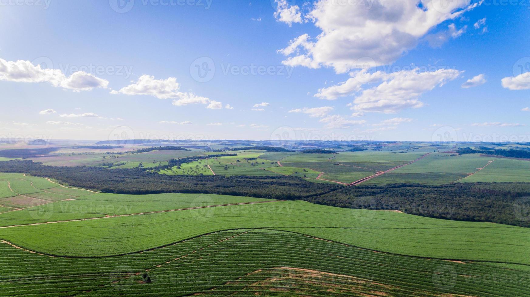 Sugarcane plantation field aerial view with sun light. Agricultural industrial. photo