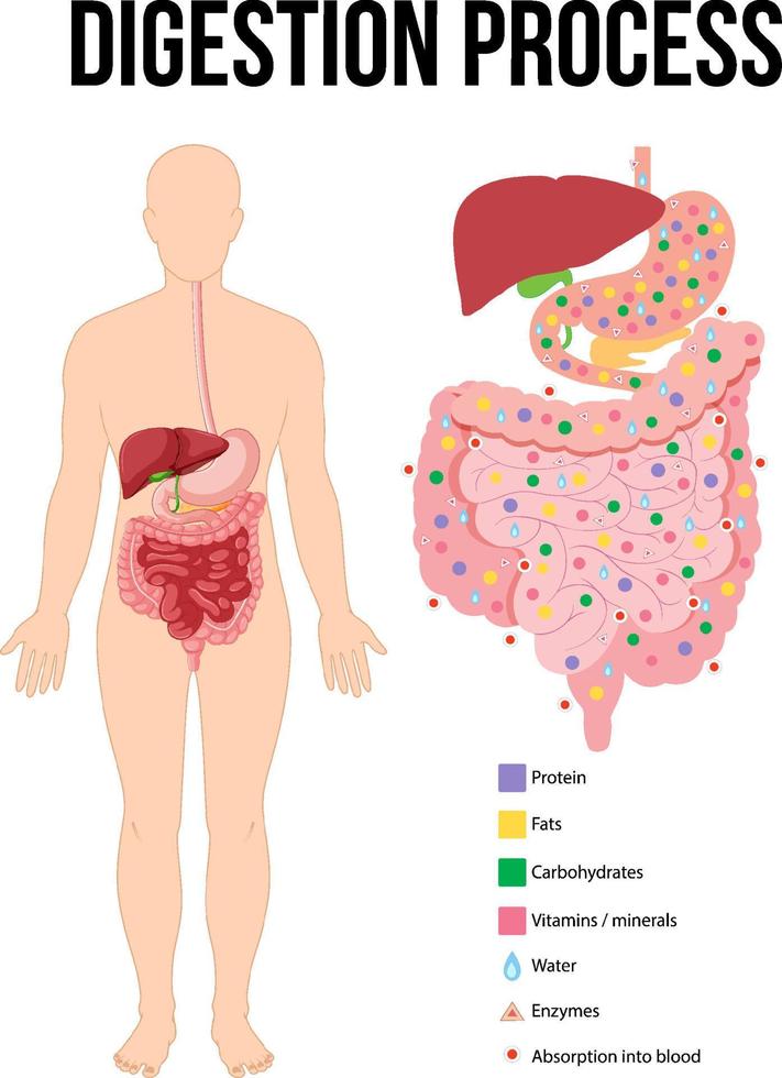 Diagram showing digestion process vector