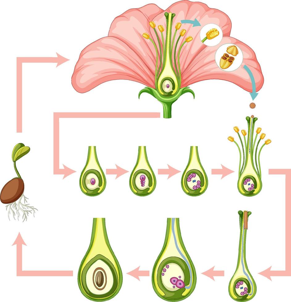 diagrama que muestra la fertilización en flor vector