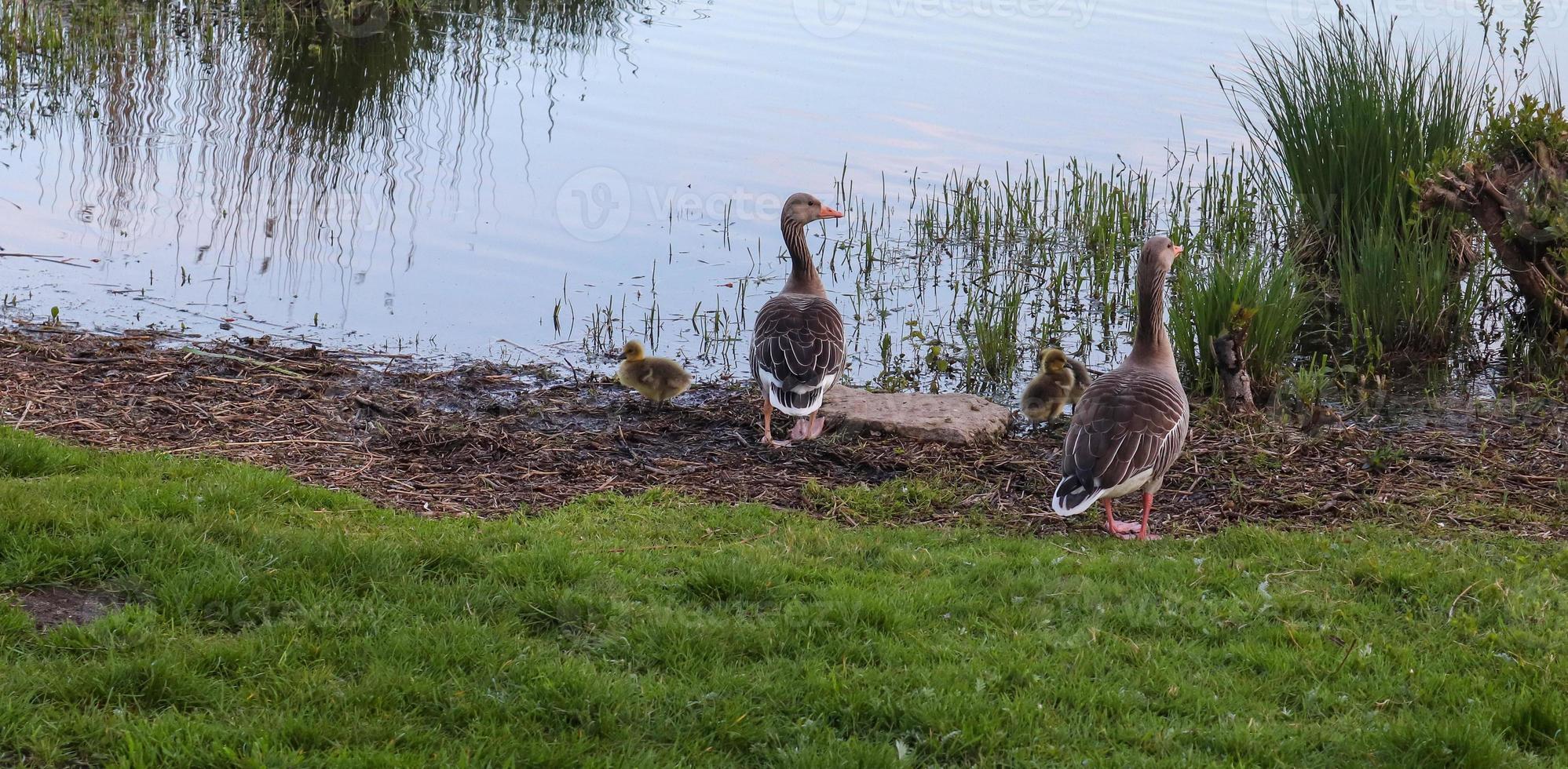 Lots of beautiful european goose birds at a lake on a sunny day photo