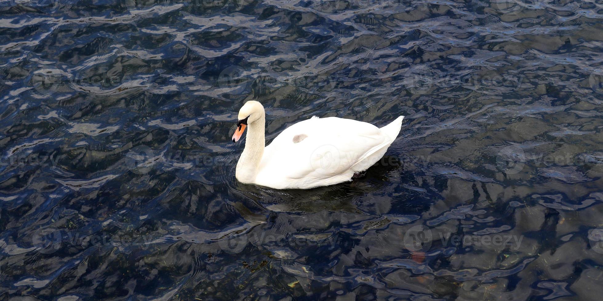 cisnes blancos en agua azul ondulada. foto