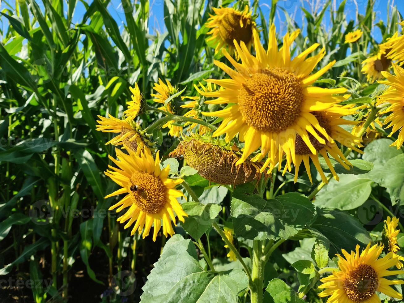 Beautiful yellow Sunfluwer in a rural environment in front of a crop field on a sunny day. photo