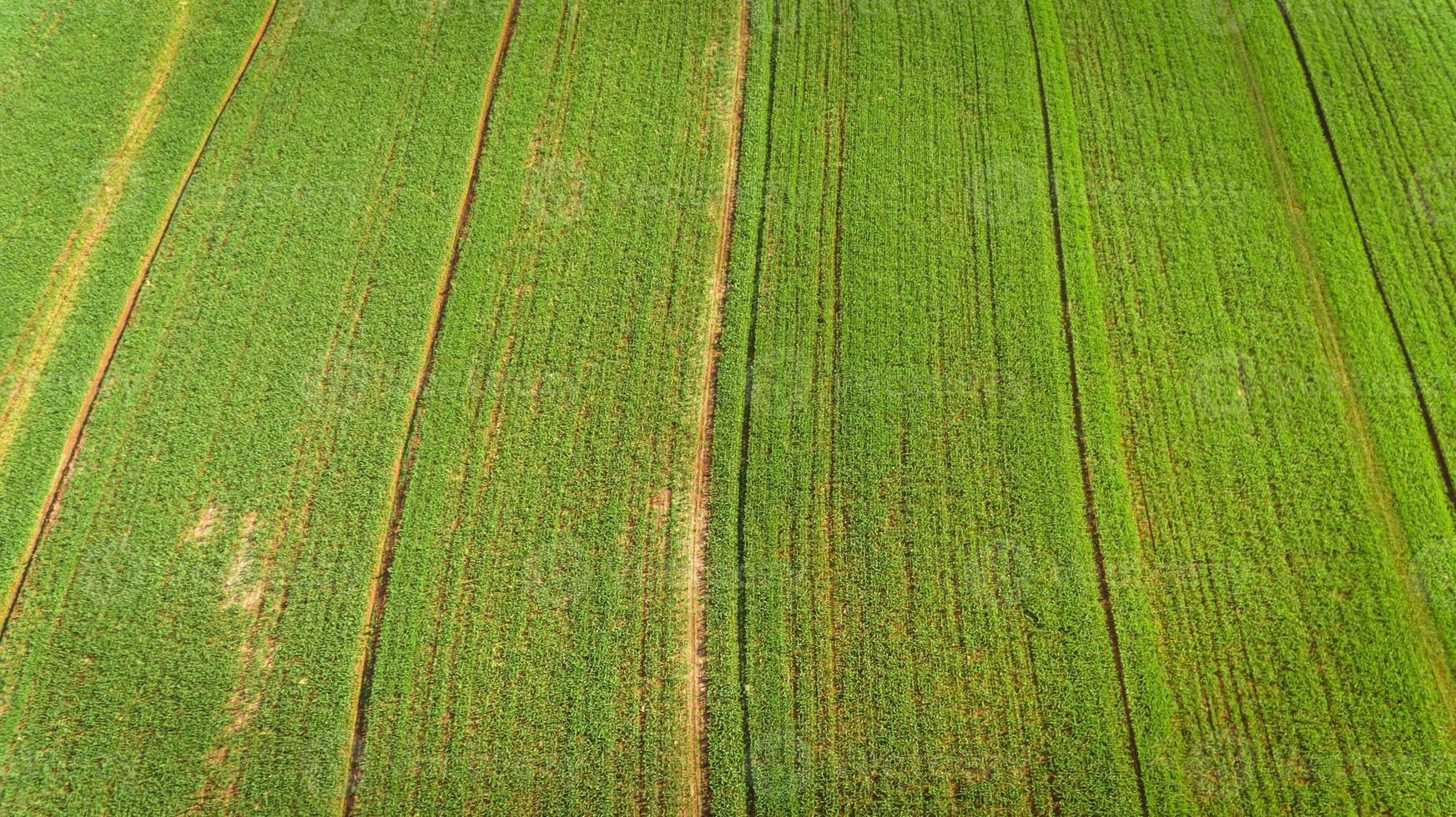 Sugarcane plantation field aerial view with sun light. Agricultural industrial. photo