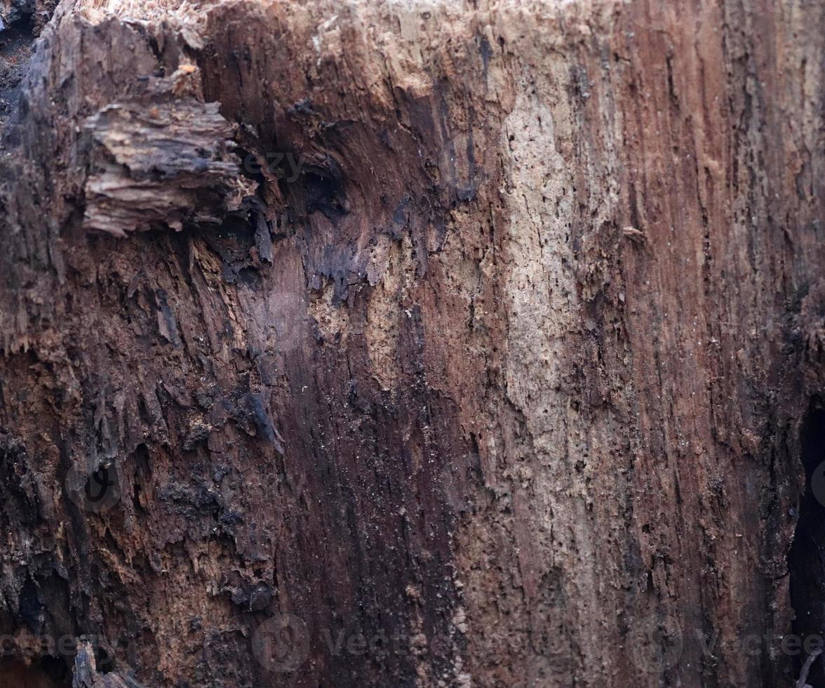 Close up view on different wood surfaces of planks logs and wooden walls in high resolution photo