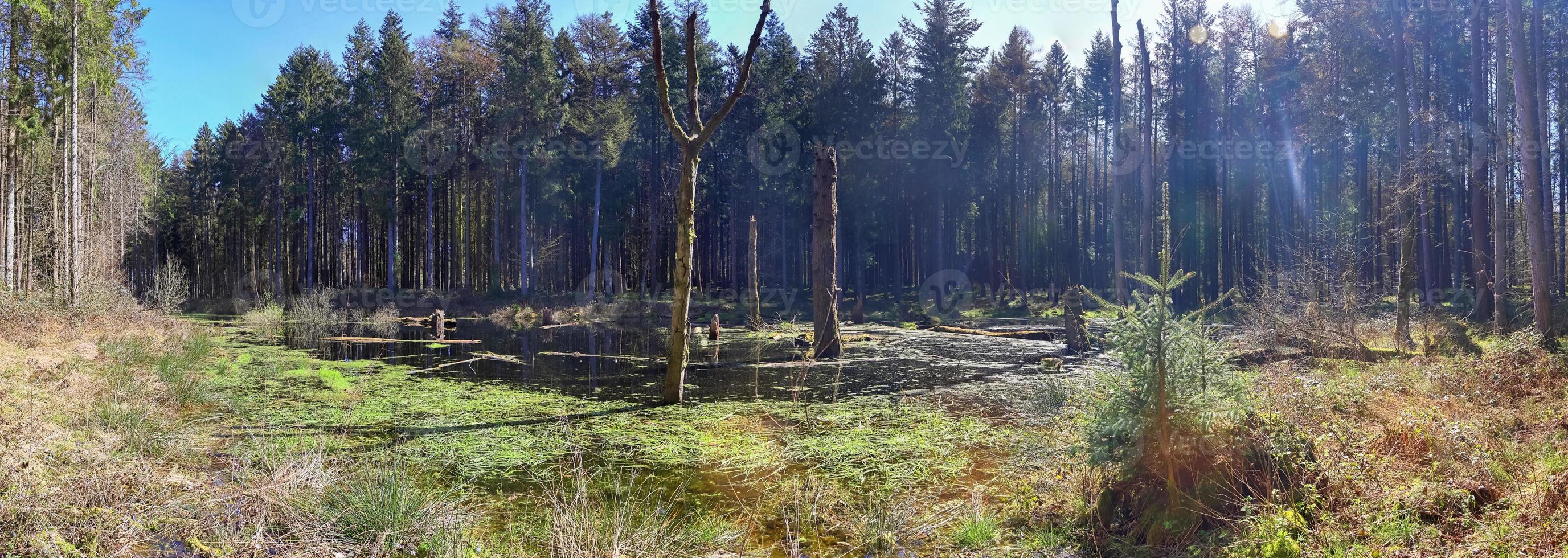 A clearing in a coniferous forest with a body of water in the swamp. photo