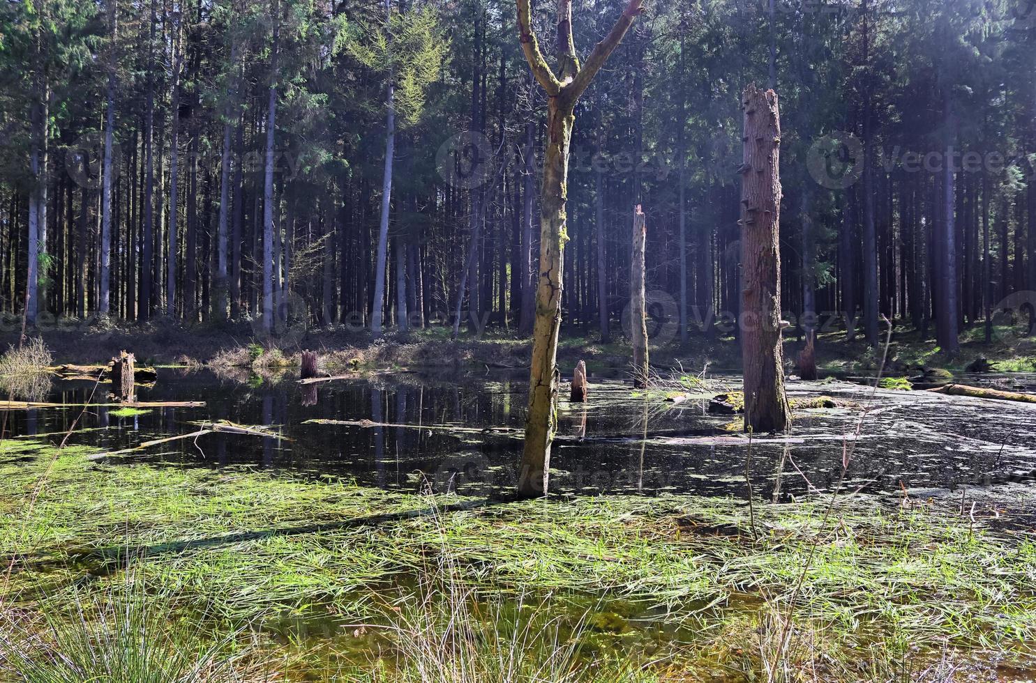 A clearing in a coniferous forest with a body of water in the swamp. photo