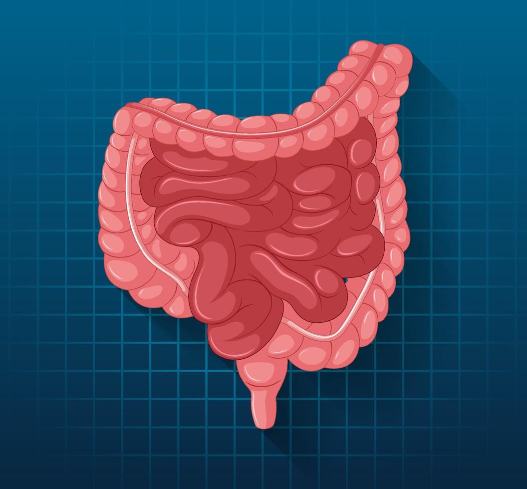 órgano interno humano con intestino vector