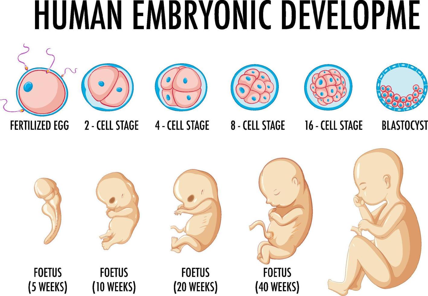 desarrollo embrionario humano en infografía humana vector