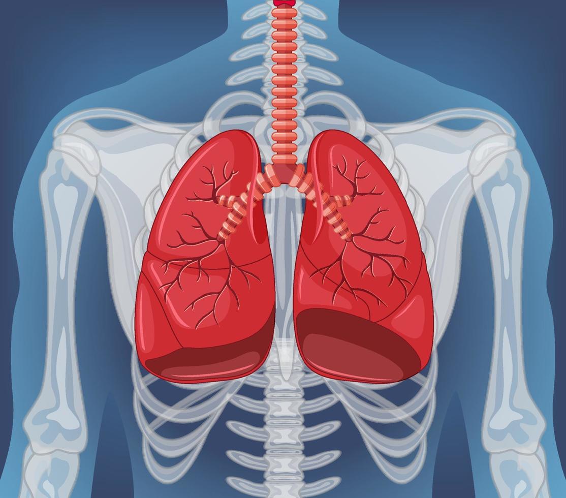 órgano interno humano con pulmones vector