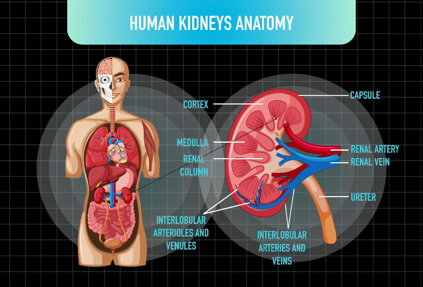 órgano interno humano con riñones y vejiga vector