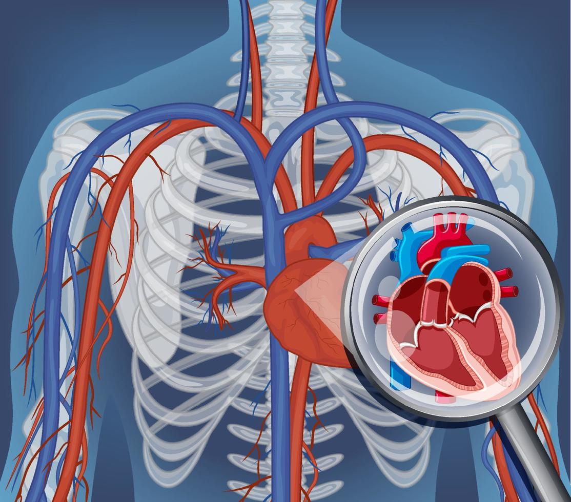 radiografía, de, cuerpo humano, con, órganos internos vector