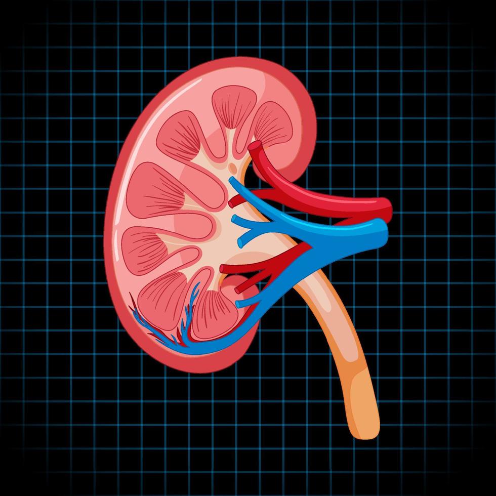 Human internal organ with kidney vector