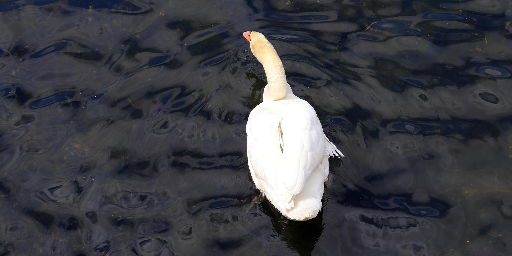 cisnes blancos en agua azul ondulada. foto