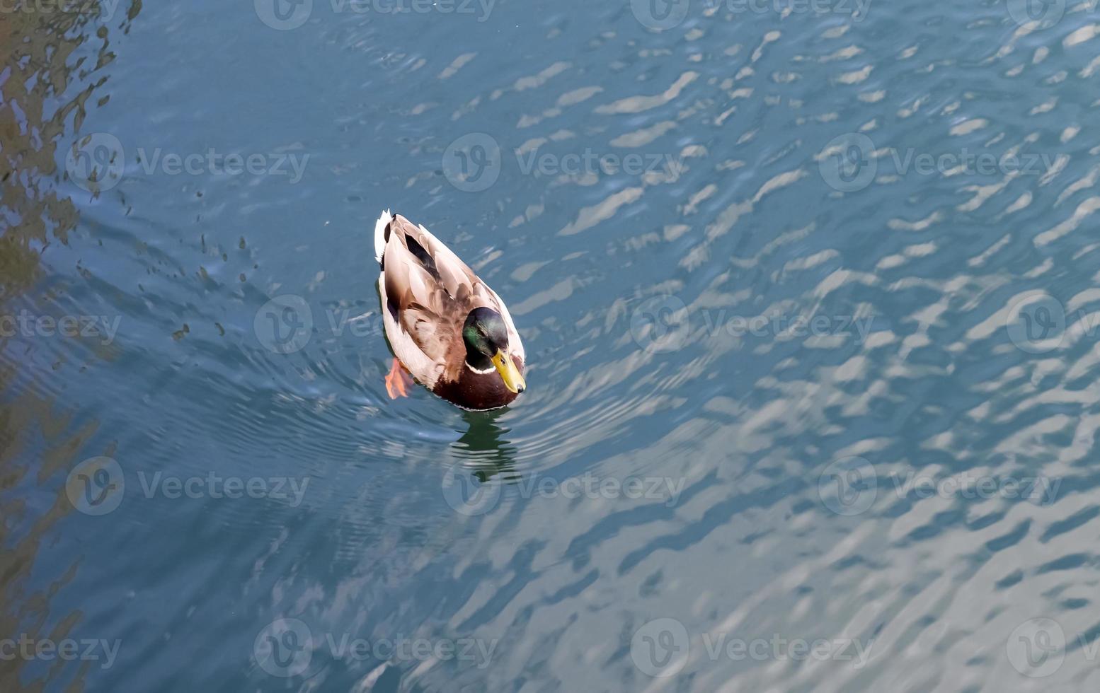 Beautiful duck couple swimming in the water at a coast in germany. photo