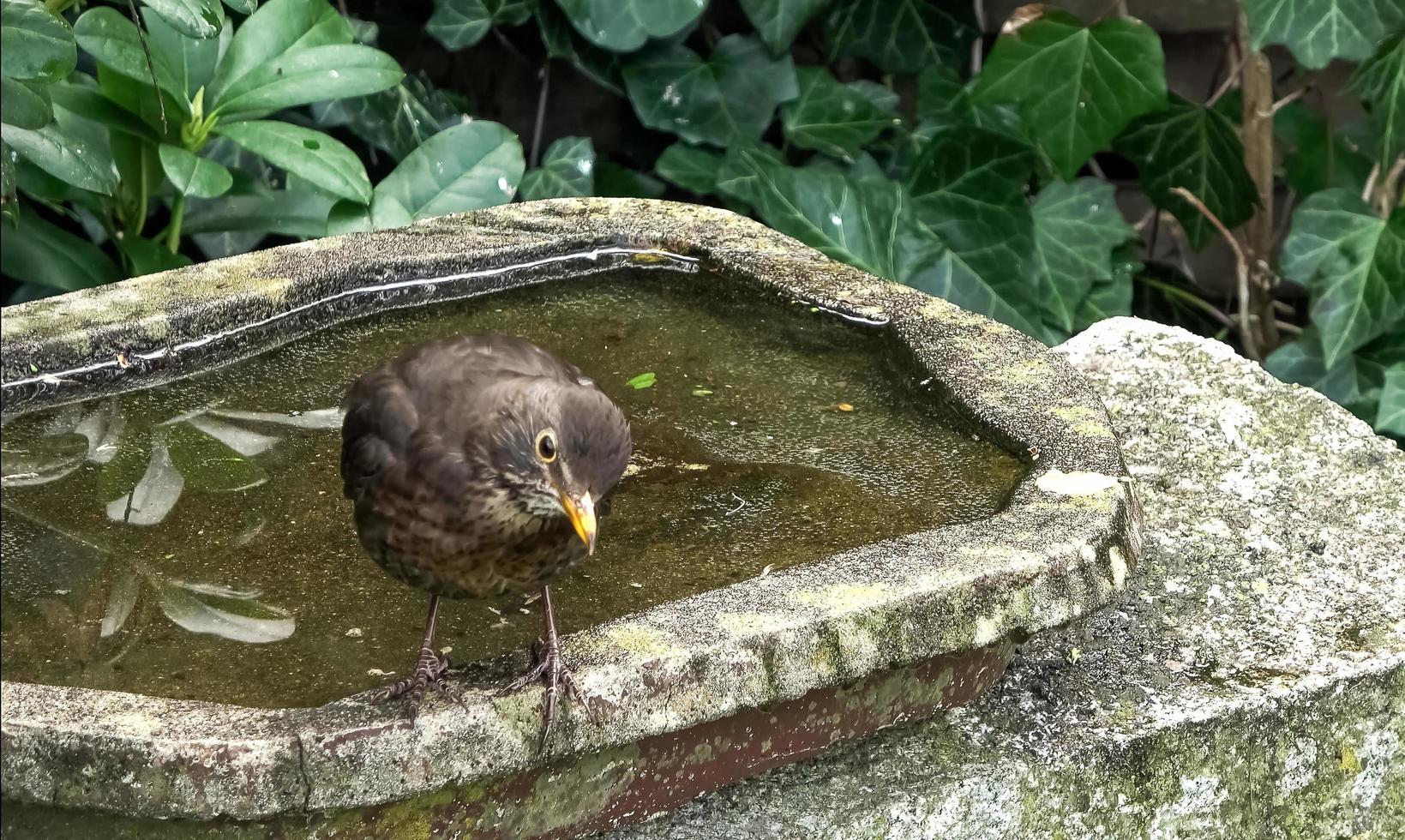 Close up on a cute little blackbird and having fun in a bird bath on a sunny day in summer photo