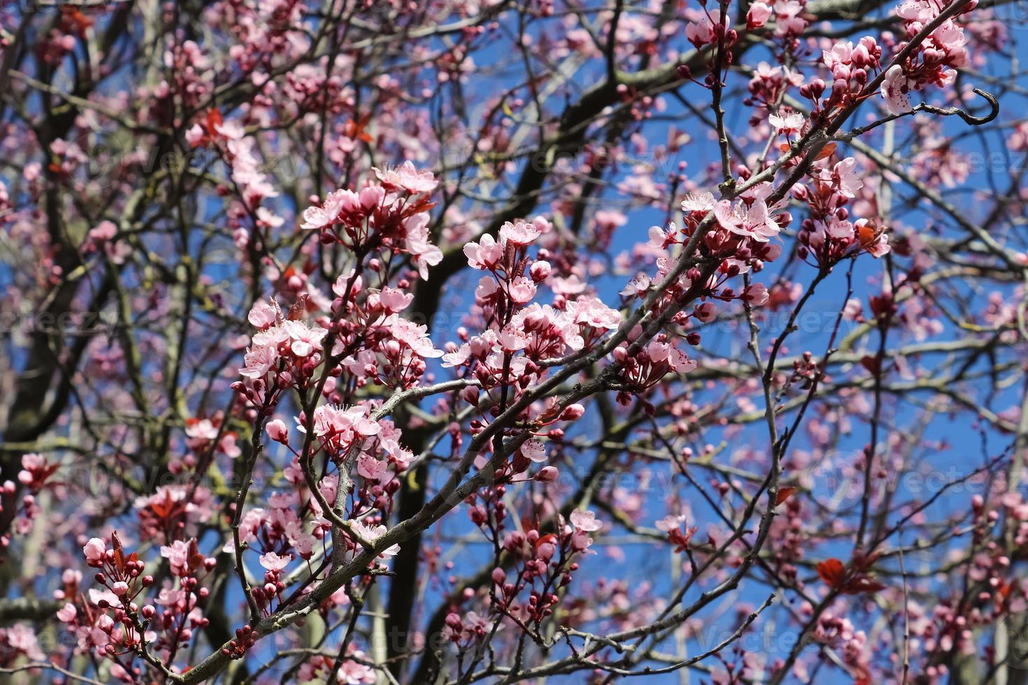 Beautiful cherry and plum trees in blossom during springtime with colorful flowers photo