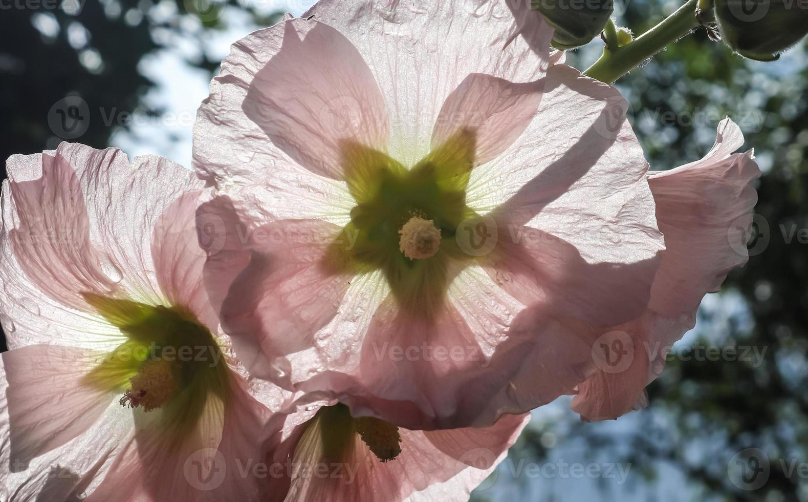 Pink flower Stockroses close up against a blue sky photo